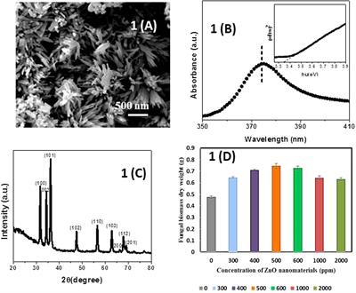 Impact of Synergistic Association of ZnO-Nanorods and <mark class="highlighted">Symbiotic Fungus</mark> Piriformospora indica DSM 11827 on Brassica oleracea var. botrytis (Broccoli)